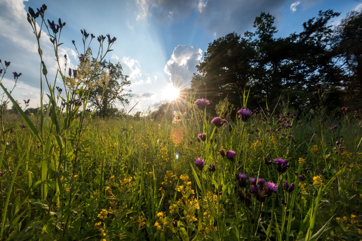 Artenreiche Wiese am Abend